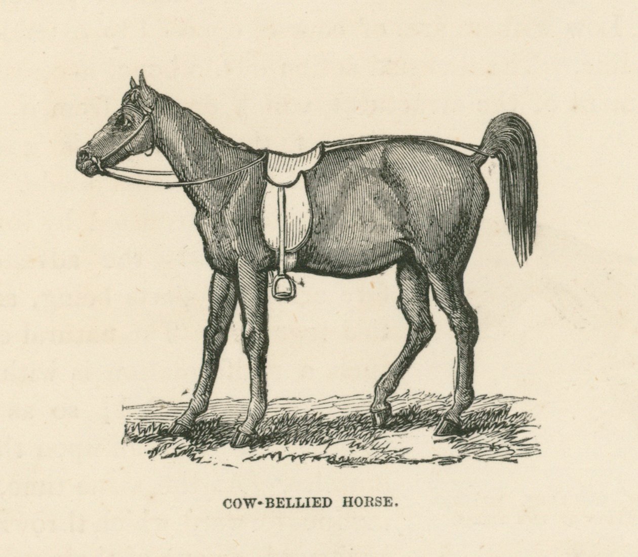 Cheval à ventre de vache (gravure) - English School