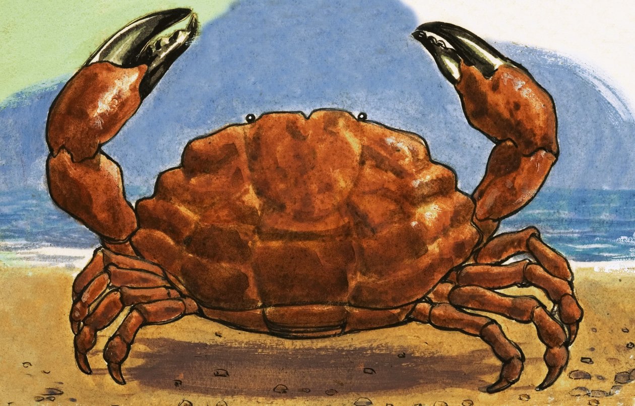Crabe - English School