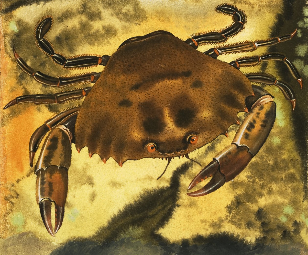 Crabe - English School