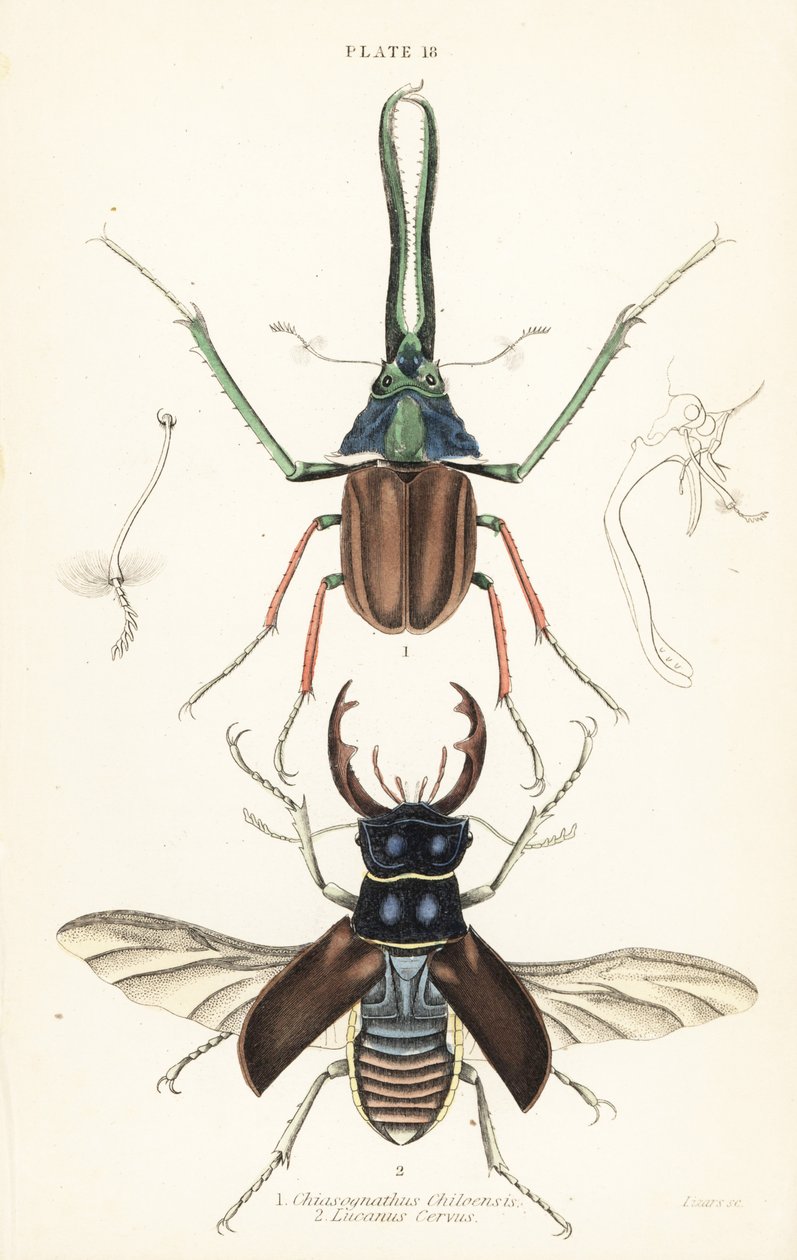 Coléoptère de Darwin, cerf-volant de Grant ou cerf-volant chilien, Chiasognathus grantii 1, et cerf-volant européen, Lucanus cervus 2 - English School