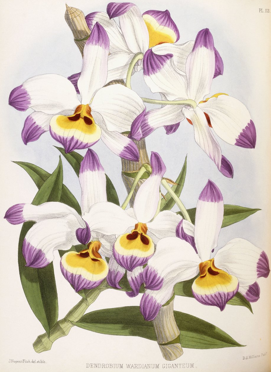 Dendrobium Wardianum Giganteum, 1824-1890 - English School