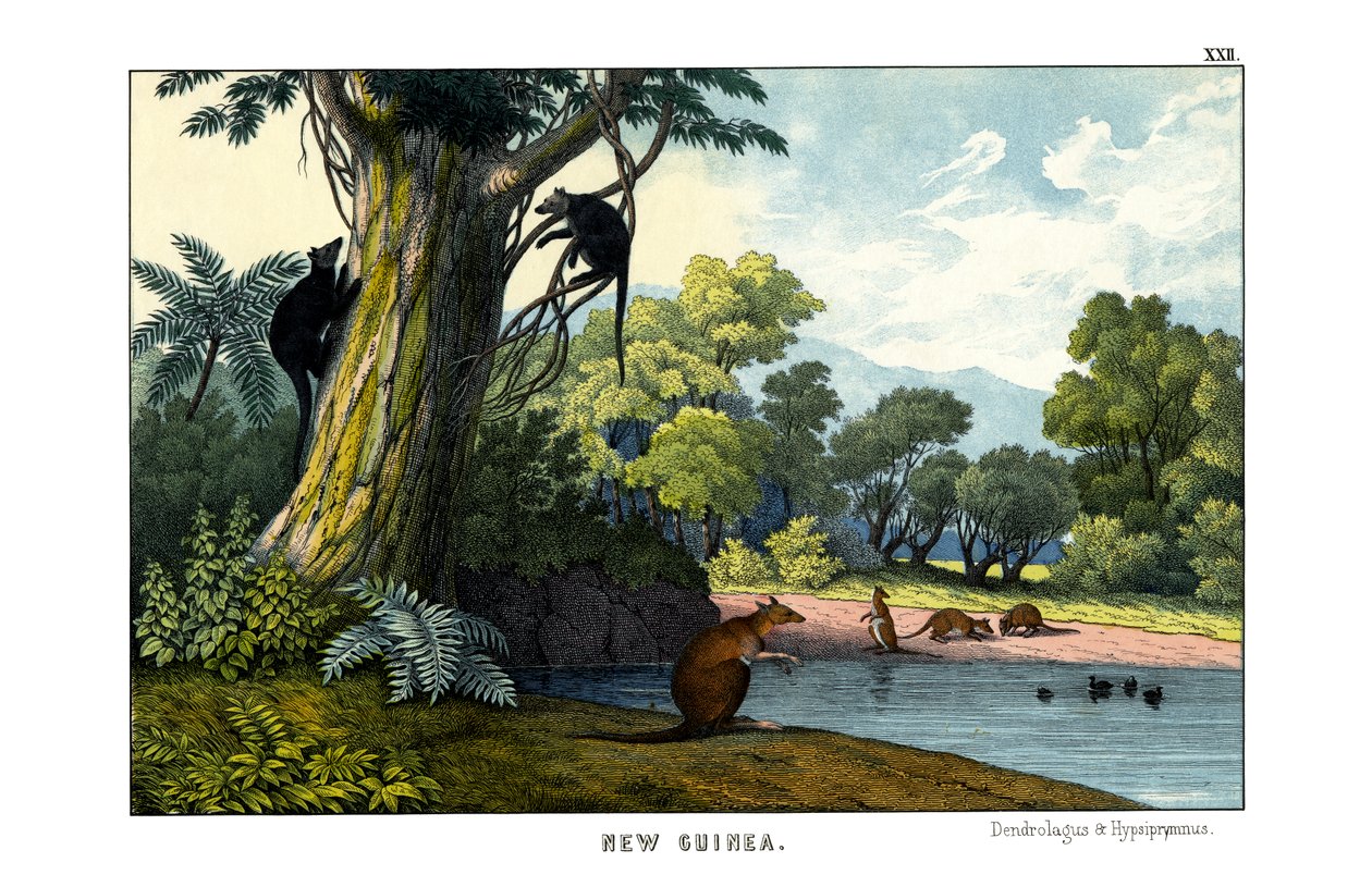 Dendrolagus et Hypsiprymnus - English School