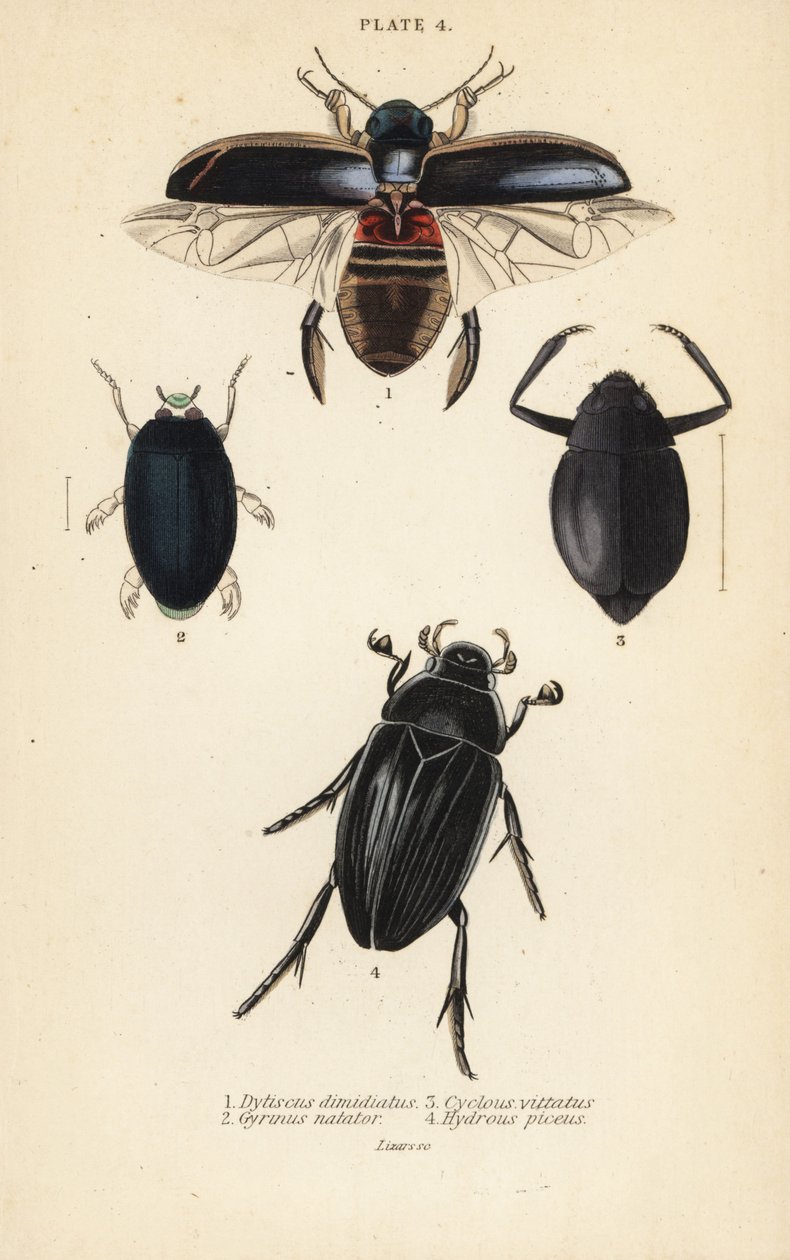Coléoptère plongeur, Dytiscus dimidiatus 1, gyrin commun, Gyrinus natator 2, Cyclous vittatus 3, et grand coléoptère d