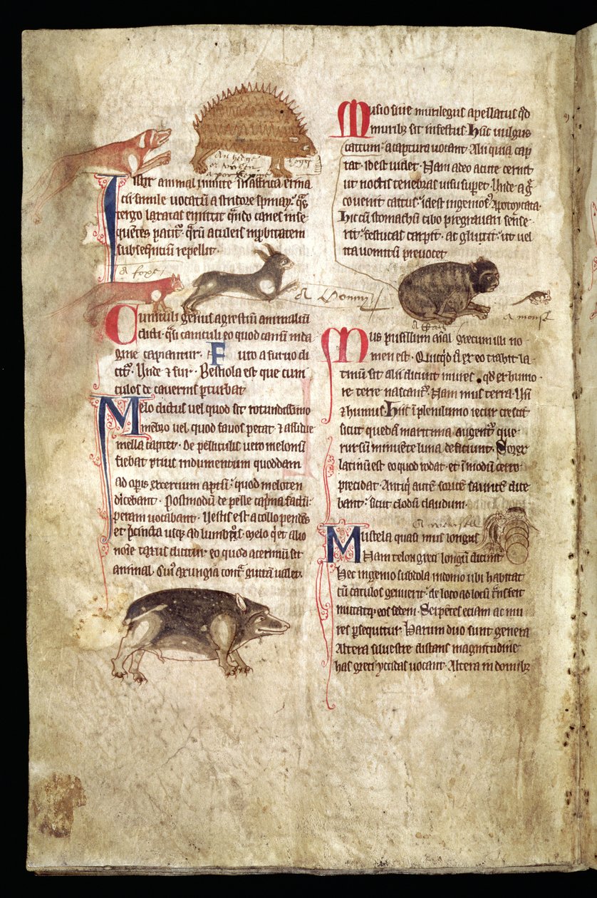 Chien poursuivant un porc-épic, renard poursuivant un lapin, chat poursuivant une souris, etc., Bestiaire anglais, début du XIIIe siècle (vélin) - English School