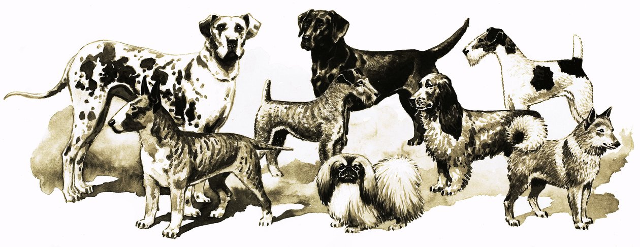 Chiens - English School