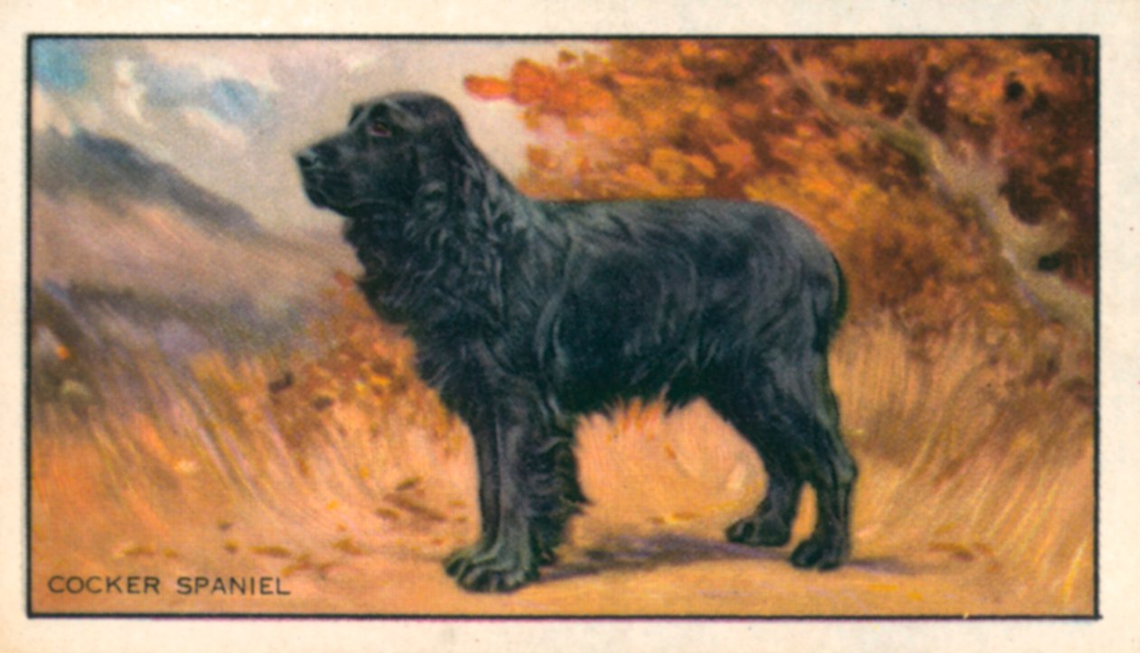 Chiens : Cocker Spaniel (lithographie couleur) - English School