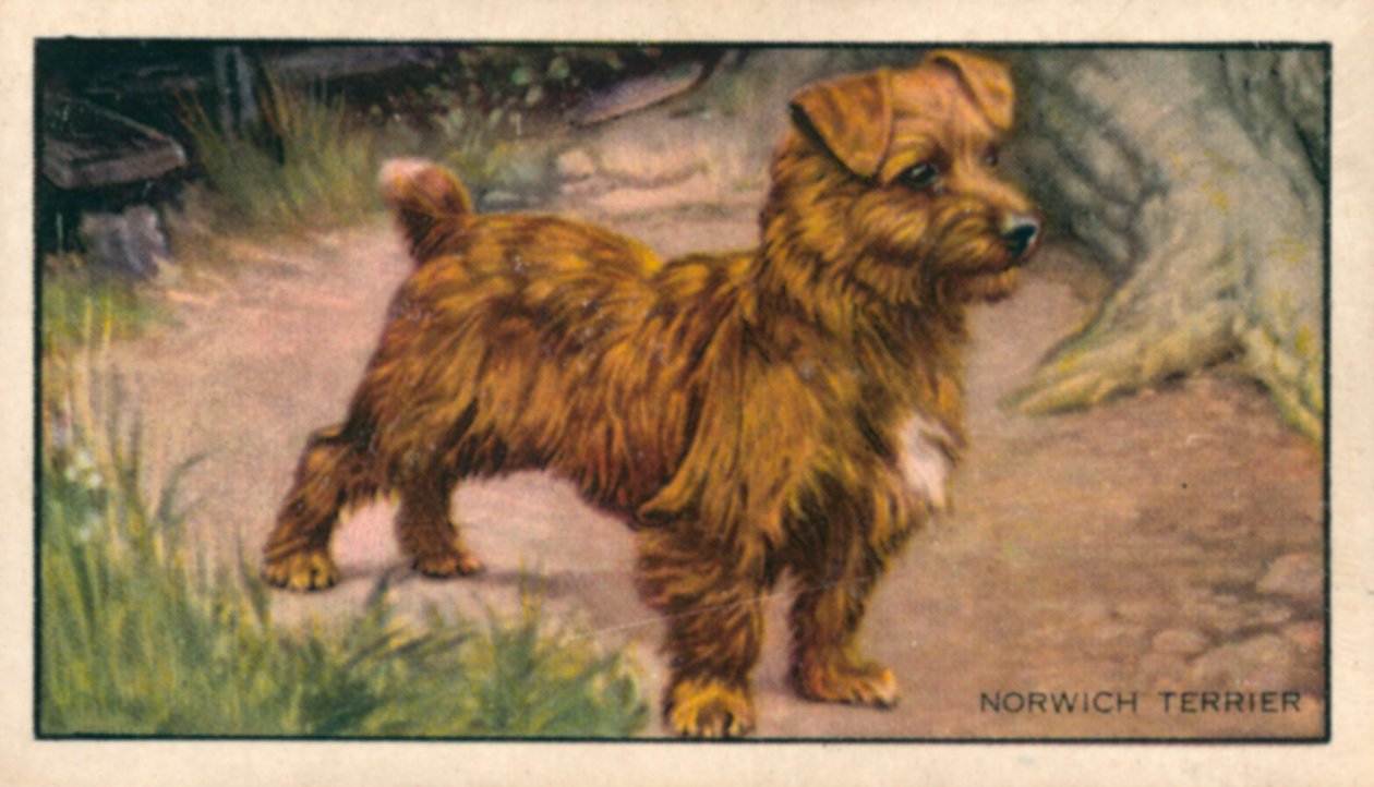 Chiens : Terrier de Norwich (lithographie couleur) - English School