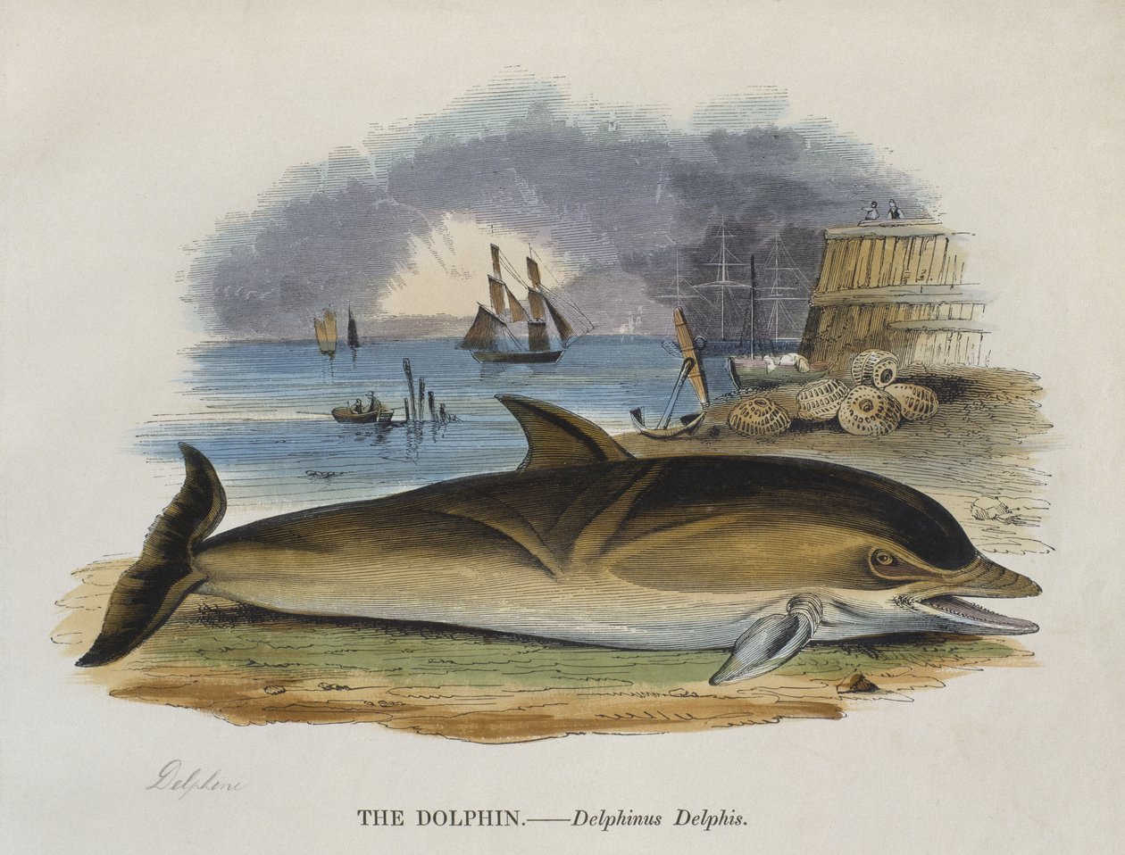 Dauphin sur le rivage, 1823 - English School