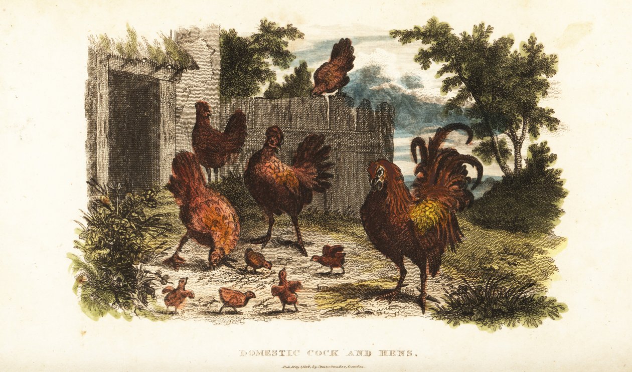 Coq et poule domestiques avec des poussins dans une cour de ferme - English School