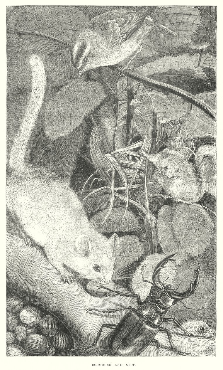 Loir (gravure) - English School