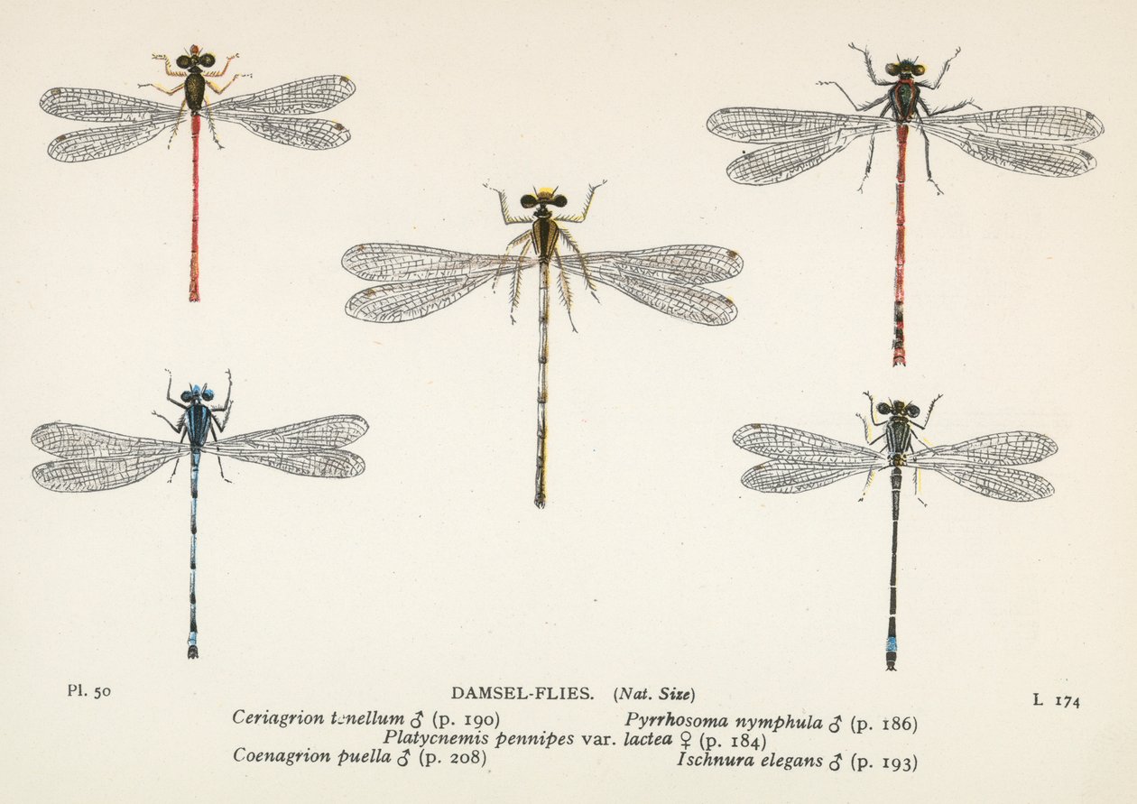 Libellules : Libellules (lithographie couleur) - English School