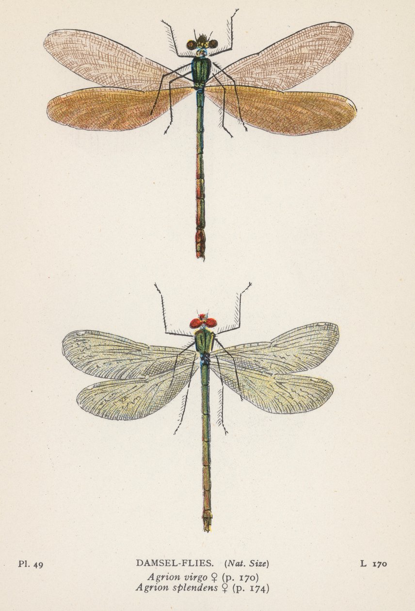 Libellules : Libellules (lithographie couleur) - English School