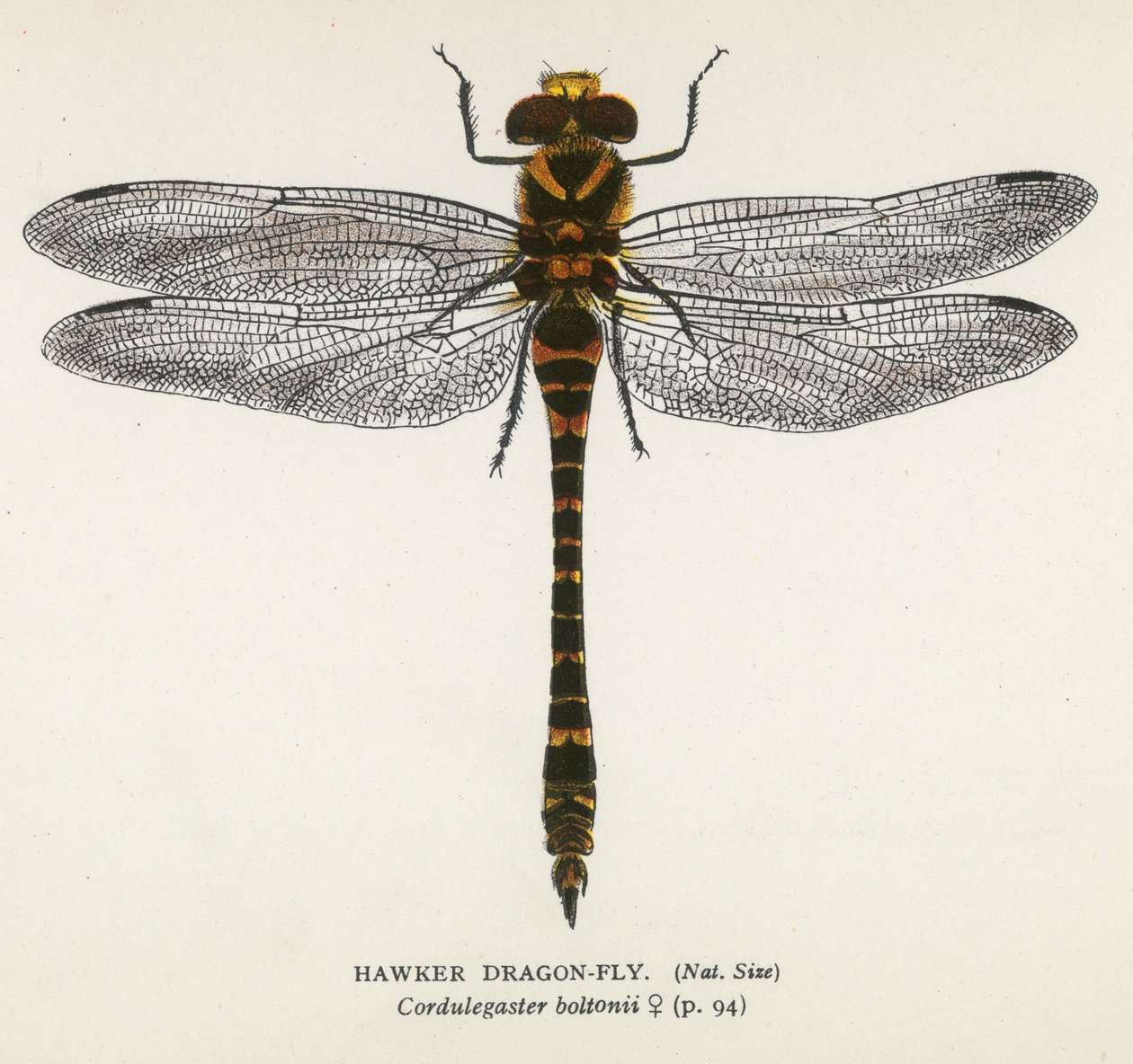 Libellules : Hawker Dragon-Fly (lithographie couleur) - English School