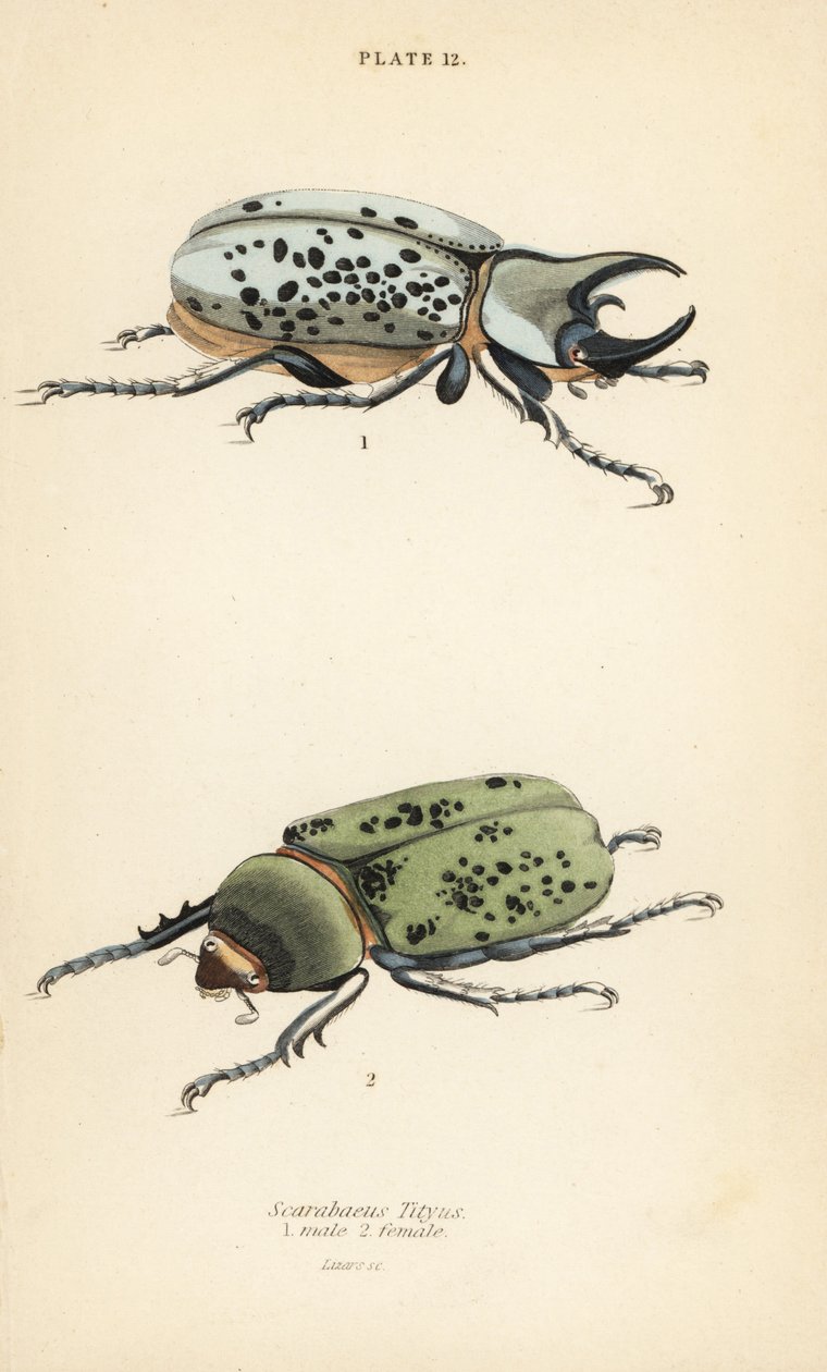 Hercule oriental, Dynastes tityus, mâle 1, femelle 2 - English School