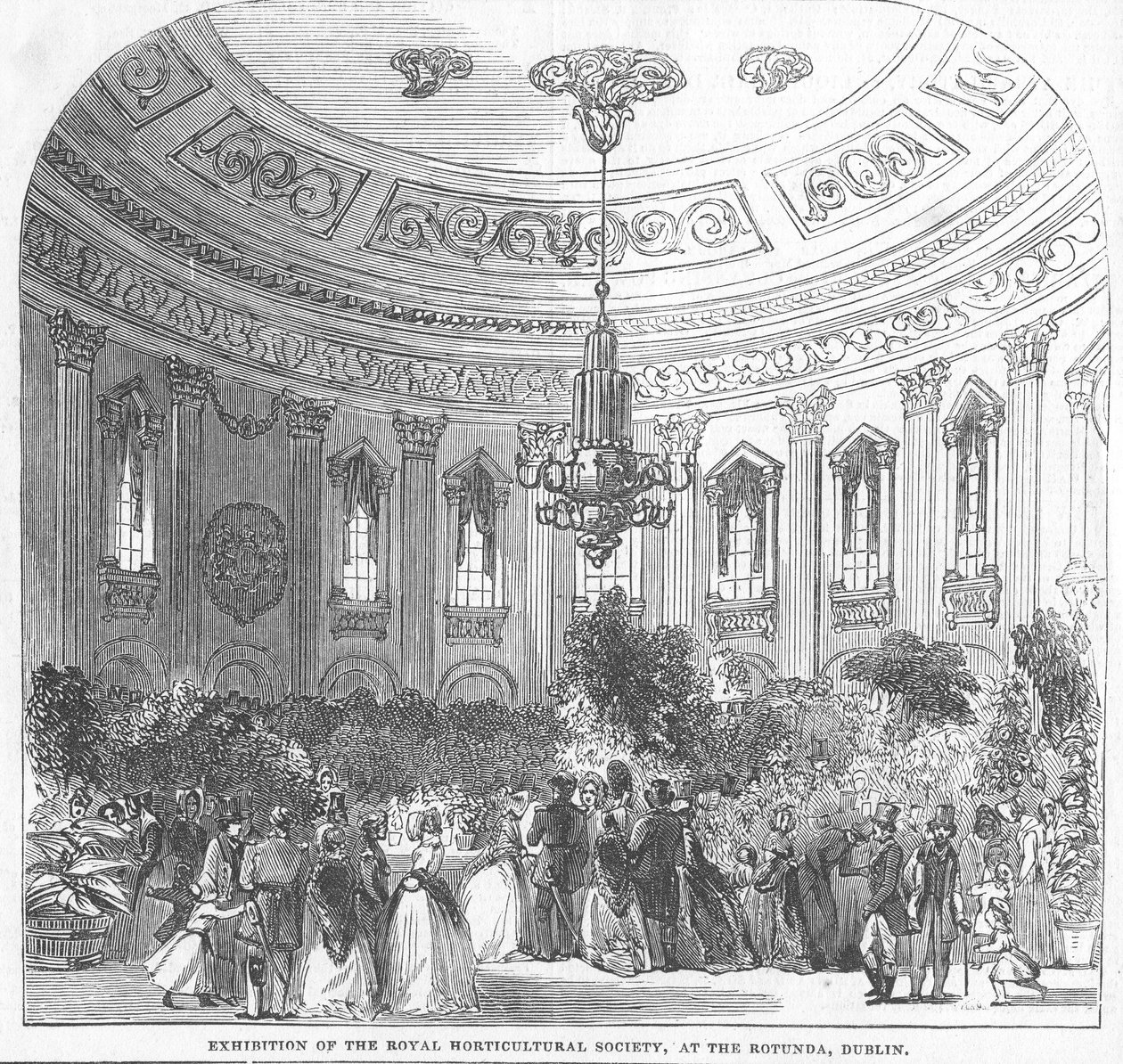 Exposition de la Royal Horticultural Society, à la Rotonde, Dublin, illustration de 