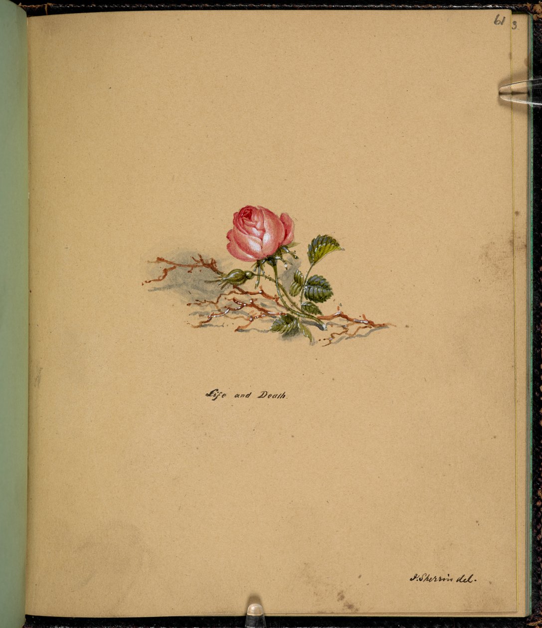 Une rose, Vie et mort, d