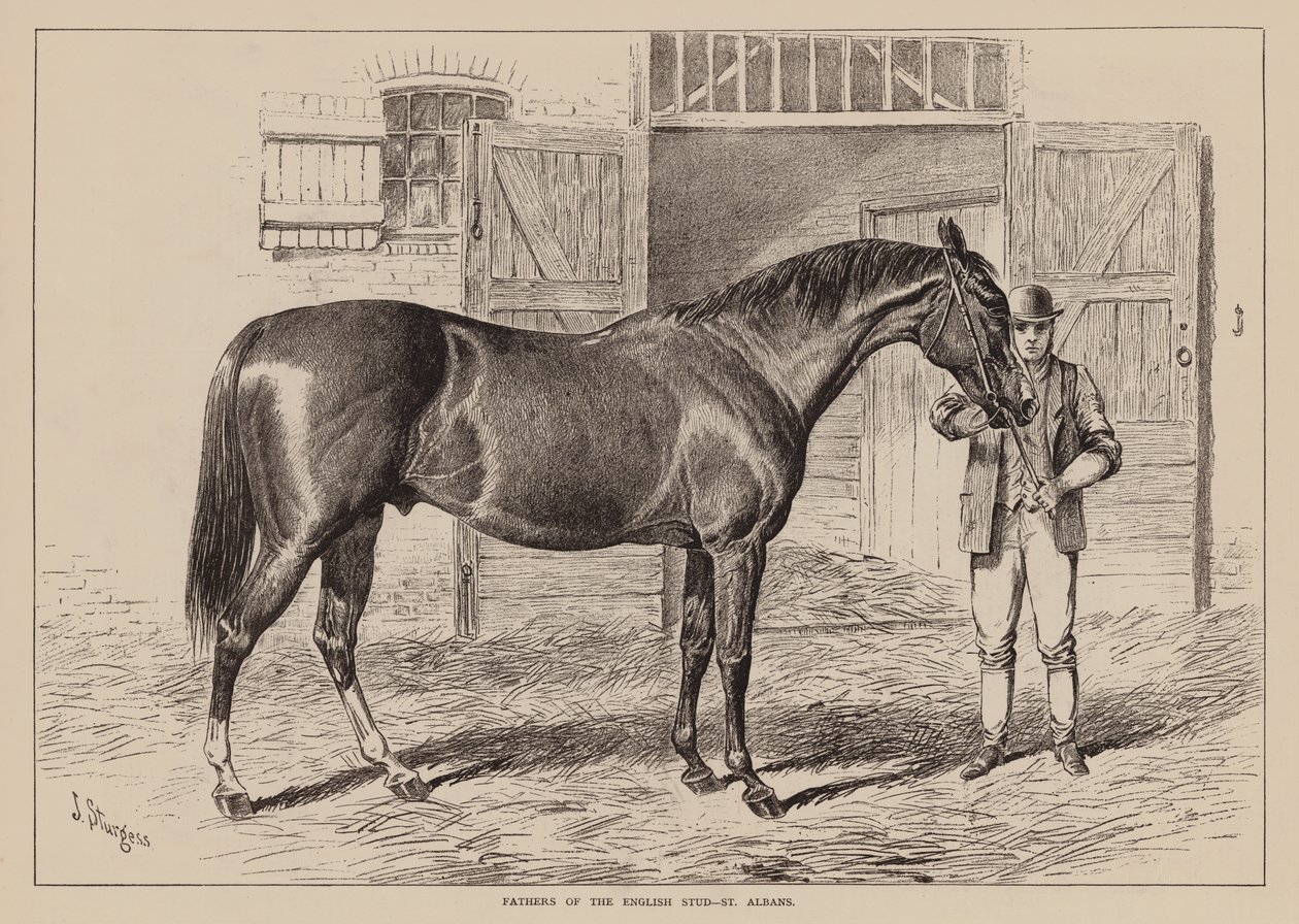 Pères du haras anglais, St Albans (gravure) - English School