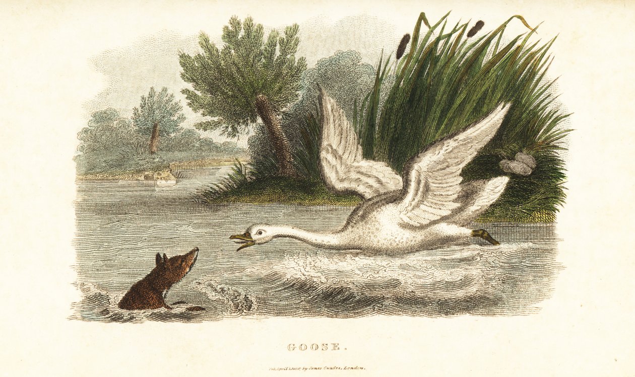 Cygne femelle noyant un renard pour protéger son nid - English School