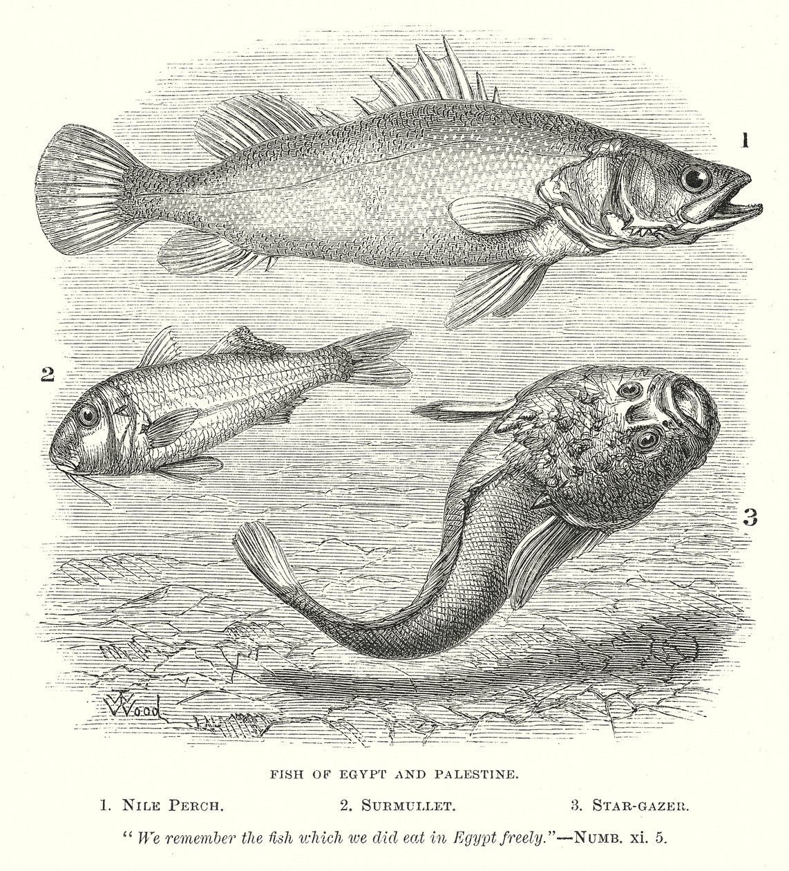 Poissons d