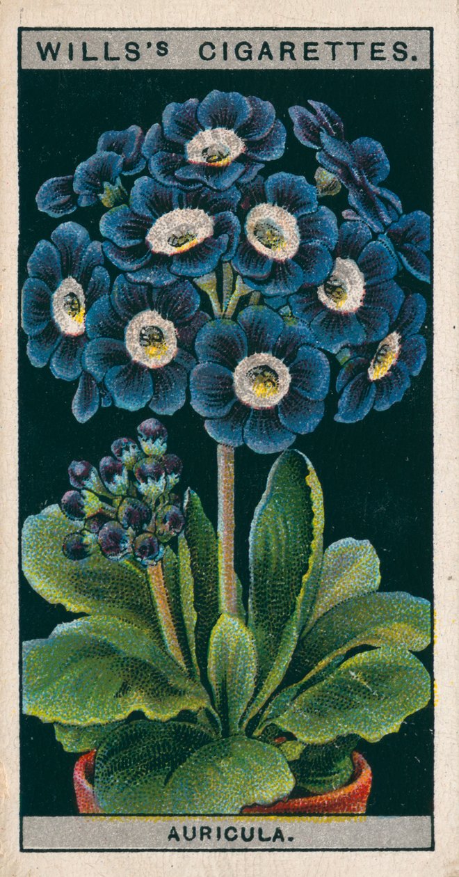 Culture de fleurs en pots : Auricule alpine (chromolitho) - English School