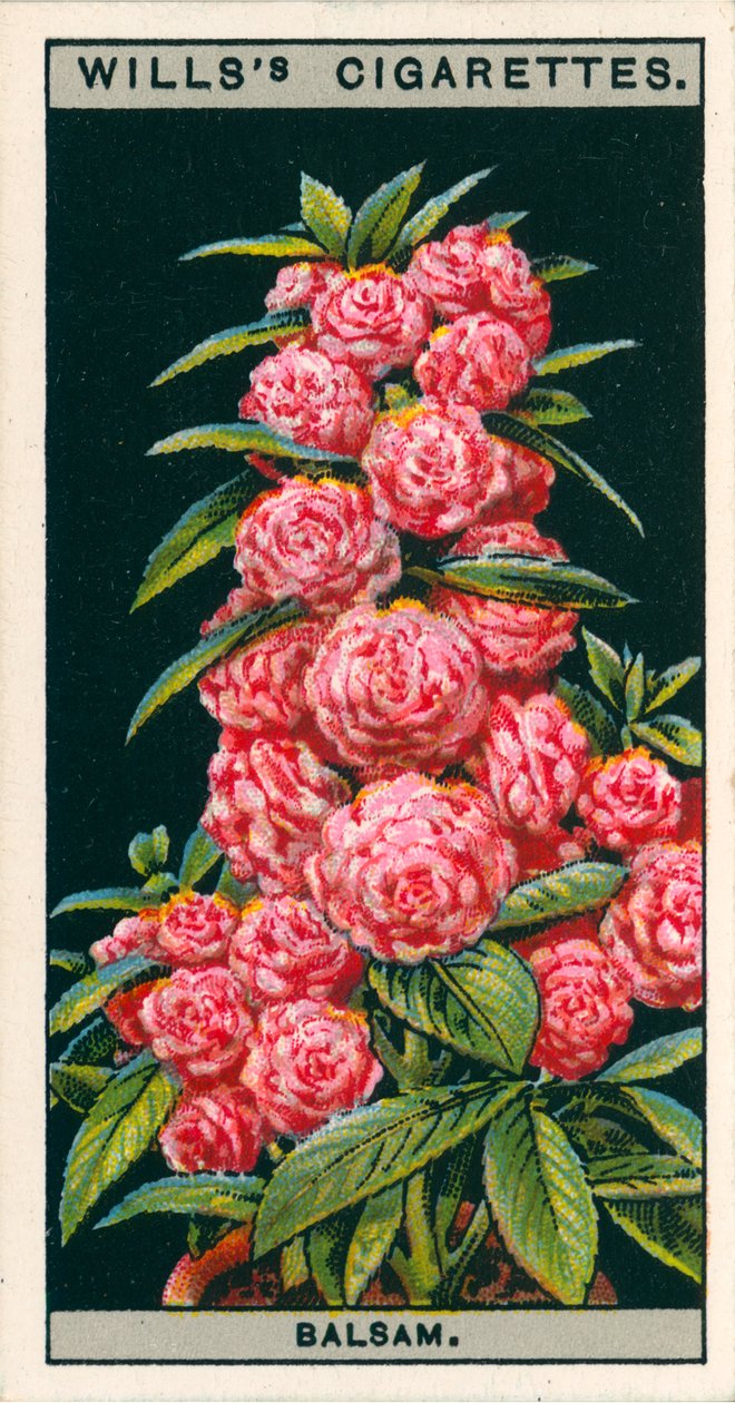 Culture de fleurs en pots : Camélia-Baume fleuri (chromolitho) - English School