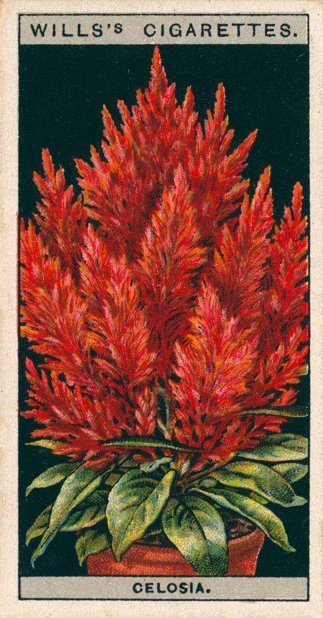 Culture de fleurs en pots : Célosie (chromolitho) - English School