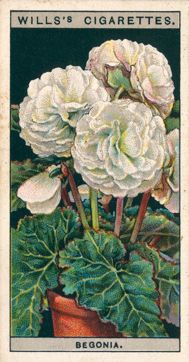 Culture de fleurs en pots : Bégonia double à racines tubéreuses (chromolitho) - English School