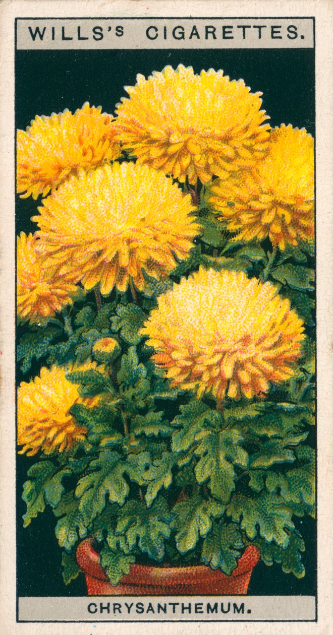 Culture de fleurs en pots : Chrysanthème nain (chromolitho) - English School