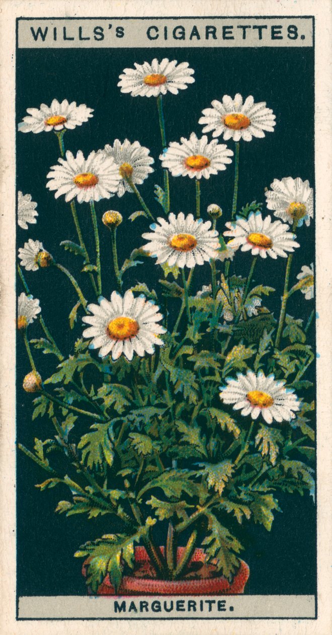 Culture de fleurs en pots : Marguerite (chromolitho) - English School