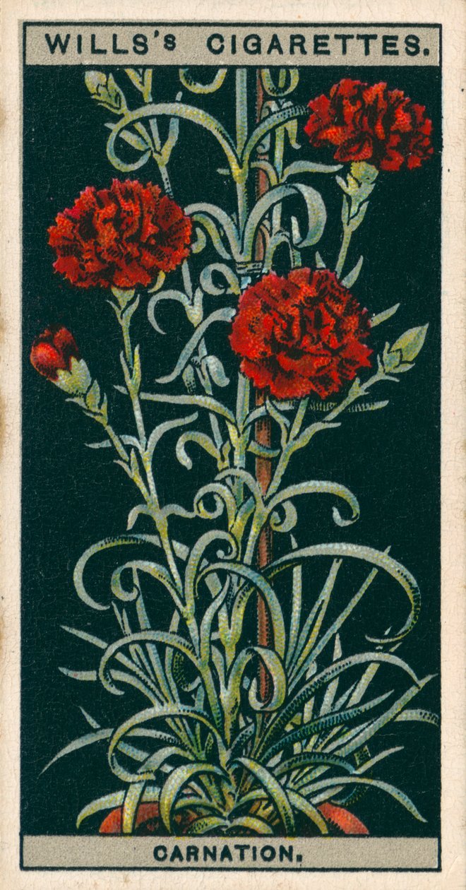 Culture de fleurs en pots : Œillet à fleurs perpétuelles (chromolitho) - English School