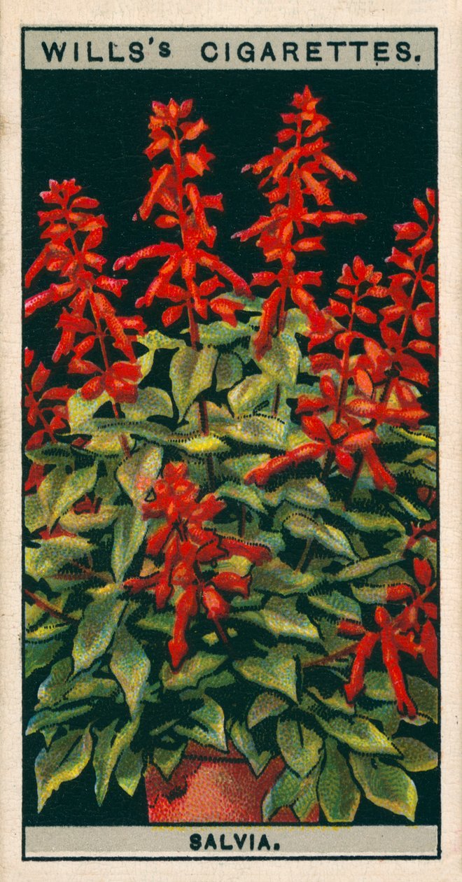 Culture de fleurs en pots : Salvia (chromolitho) - English School