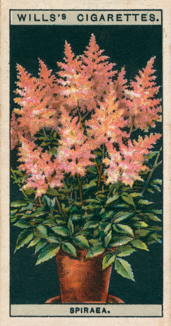 Culture de fleurs en pots : Spiraea (chromolitho) - English School