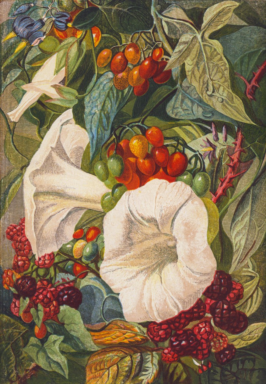 Fleurs et baies (lithographie couleur) - English School