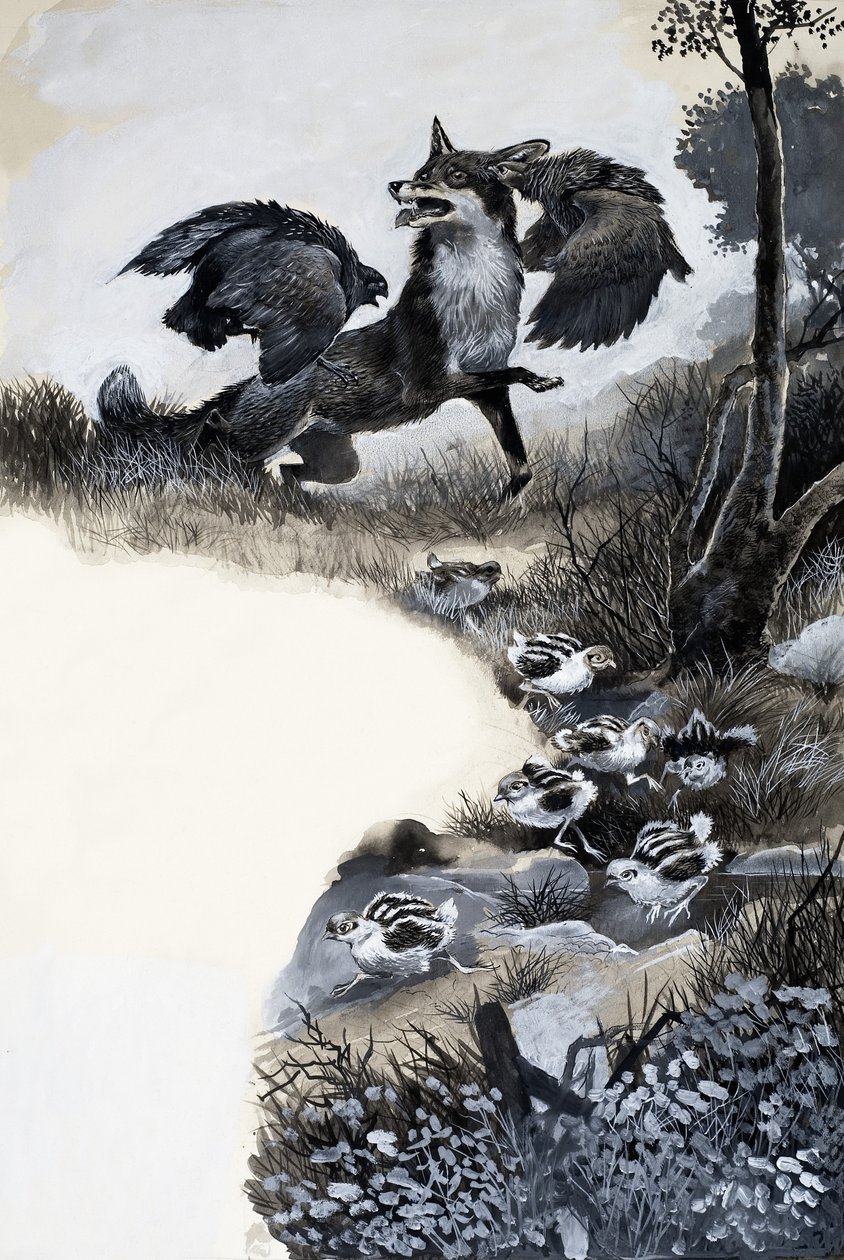 Fox attaqué - English School