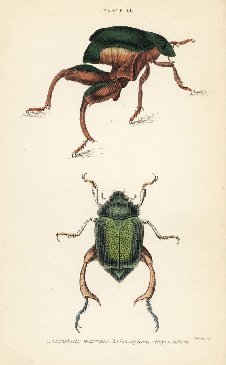 Coléoptère à pattes de grenouille ou coléoptère kangourou, Sagra papuana 1, et coléoptère feuille brillant, Chrysophora chrysochlora 2 - English School