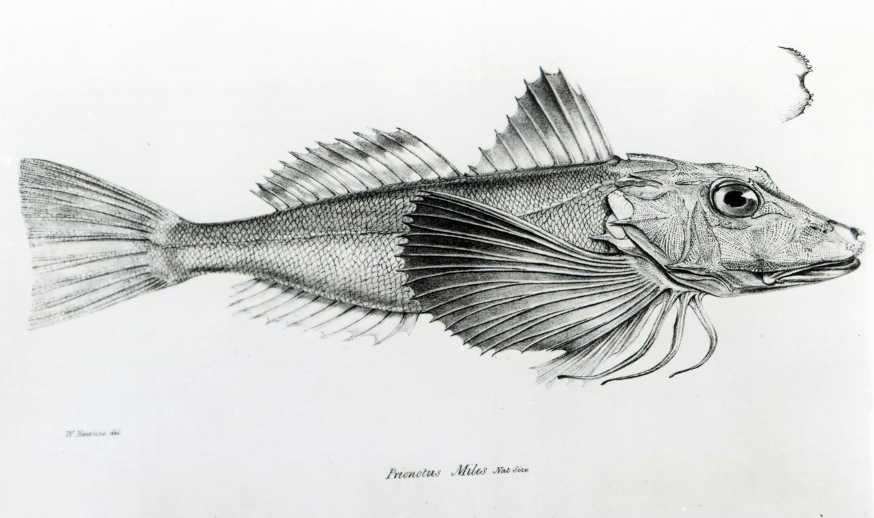 Galapagos Gurnard, planche 6 de 