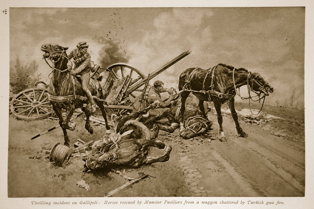 Gallipoli : Chevaux sauvés par les fusiliers de Munster d