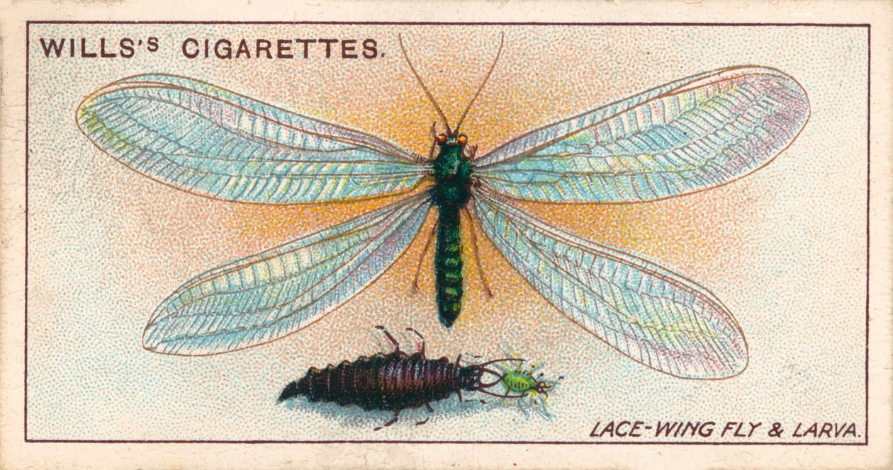 La vie au jardin : Mouche à ailes dentelées et larve (chromolitho) - English School