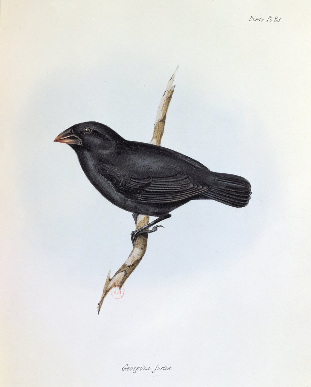 Geospiza Fortis, illustration de La Zoologie du Voyage du H.M.S. Beagle, 1832-36, par Charles Darwin (1809-92), 1840 - English School