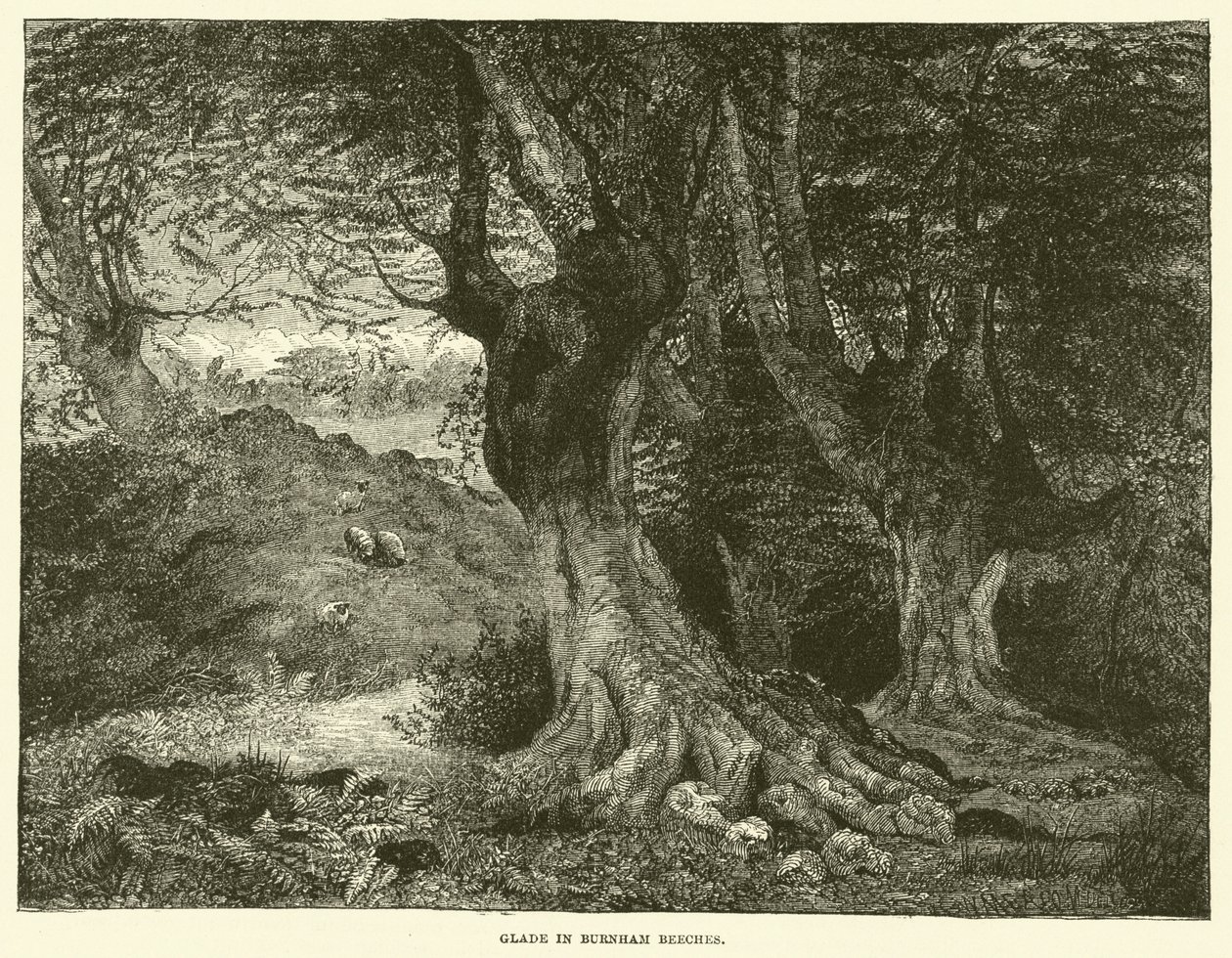Clairière à Burnham Beeches (gravure) - English School