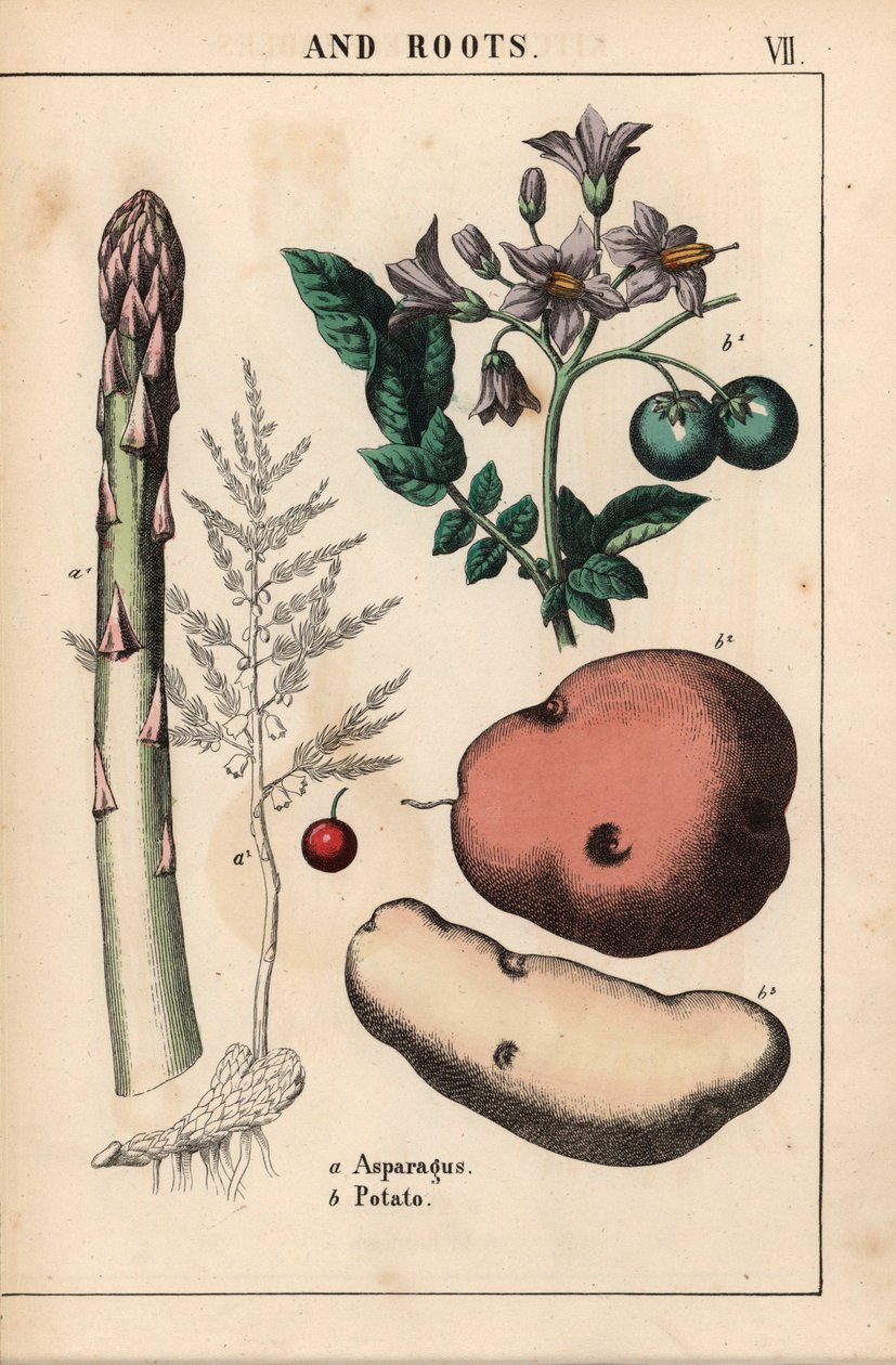 Asperge verte et pomme de terre, de 
