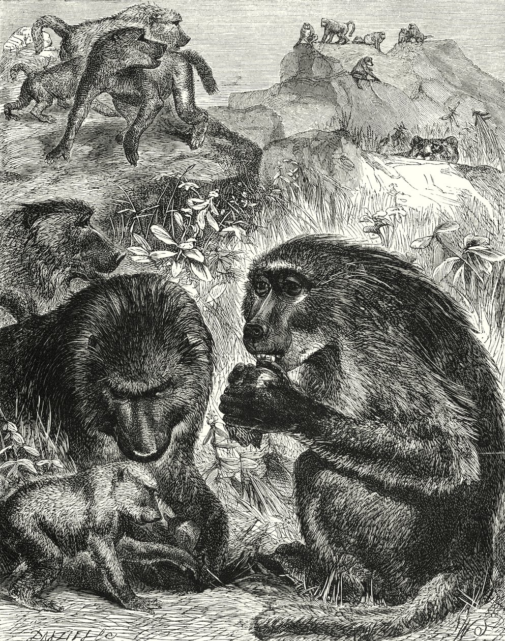 Groupe de Chacmas (gravure) - English School