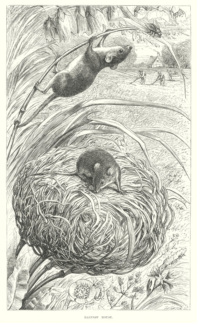 Souris des moissons (gravure) - English School