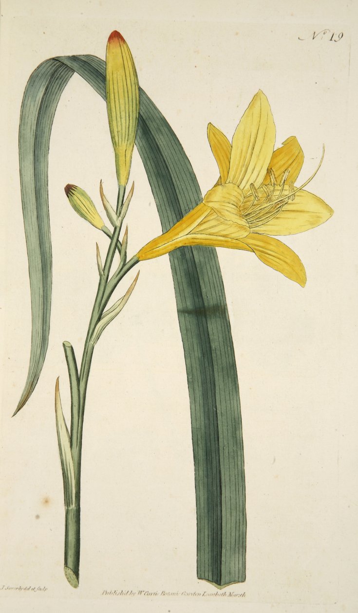 Hemerocallis Flava (Lys jaune) du The Botanical Magazine or Flower Garden Displayed, pub. 1796 (gravure colorée à la main) - English School