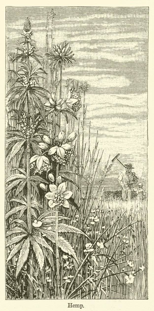 Chanvre (gravure) - English School