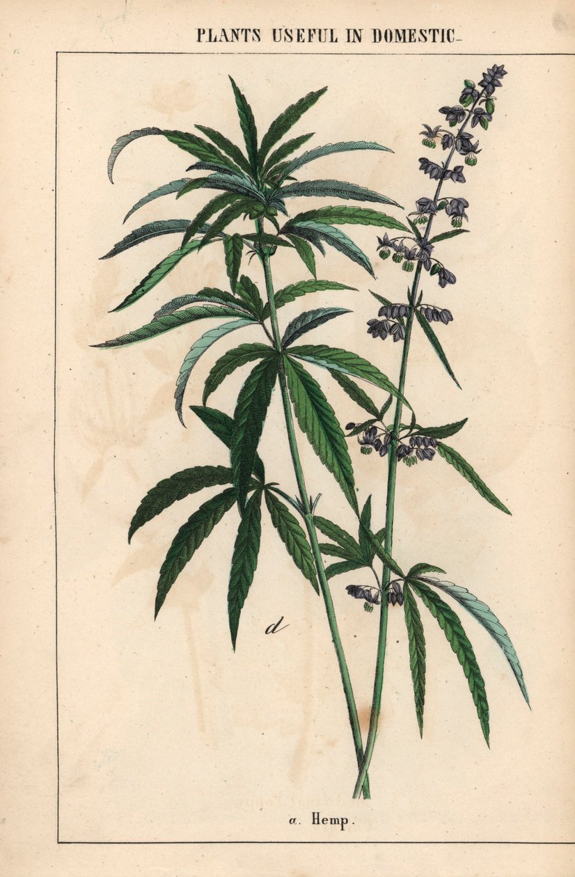 Chanvre à fleurs bleues, de 