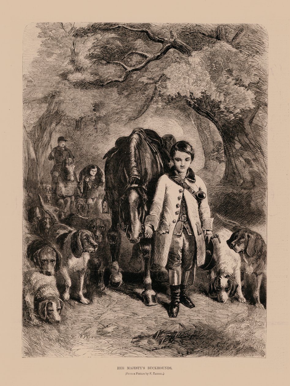 Buckhounds de Sa Majesté (gravure) - English School