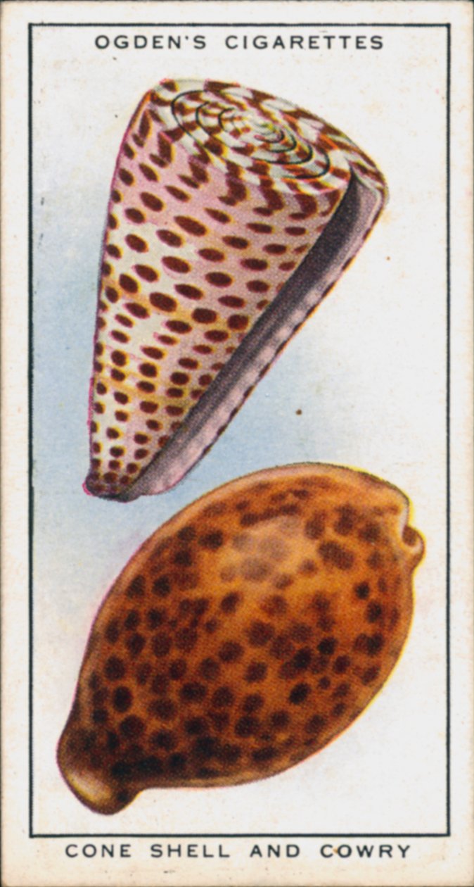 Couleurs cachées dans les mollusques, coquilles et cauris (lithographie couleur) - English School