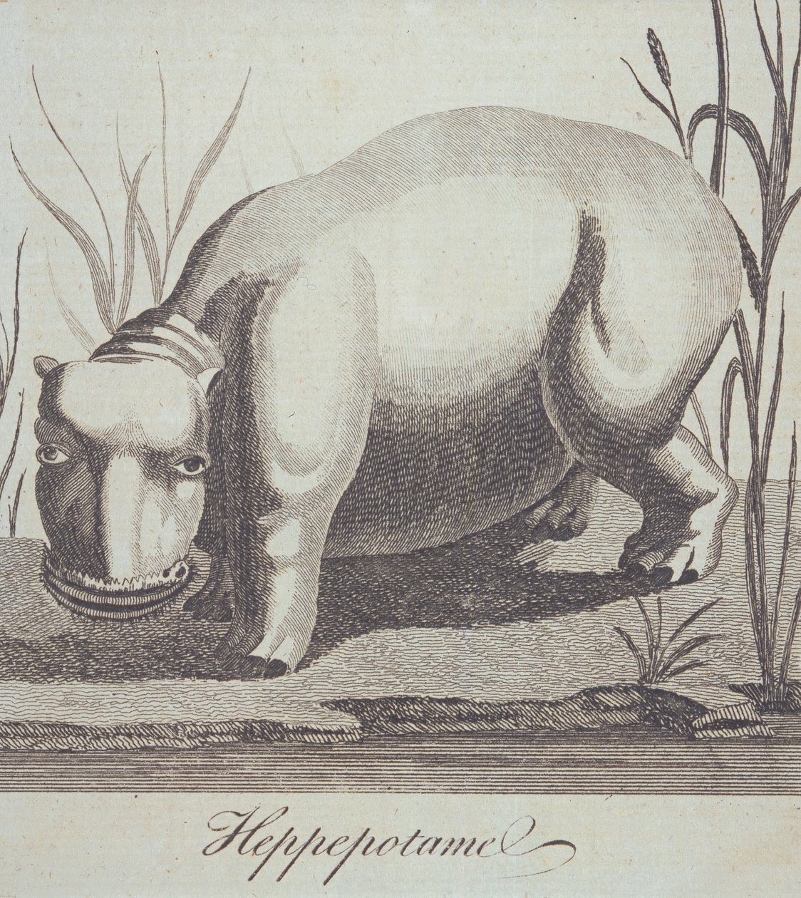 Hippopotame, de The Gentlemans Magazine, publié en décembre 1772 - English School