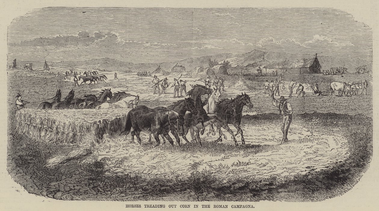 Chevaux foulant le maïs dans la Campagne romaine (gravure) - English School